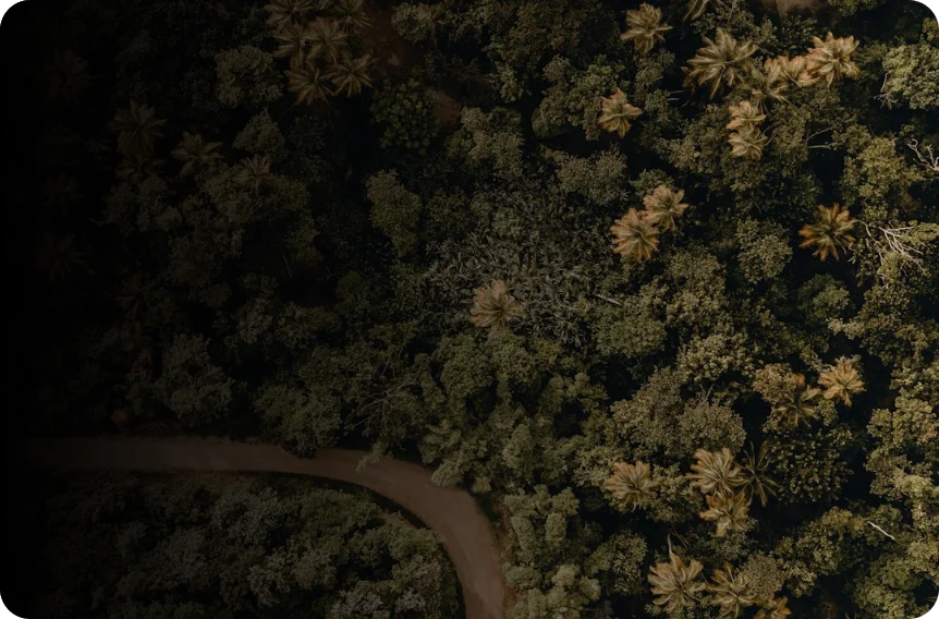 Aerial view of a forest with a path winding through it